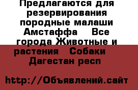 Предлагаются для резервирования породные малаши Амстаффа  - Все города Животные и растения » Собаки   . Дагестан респ.